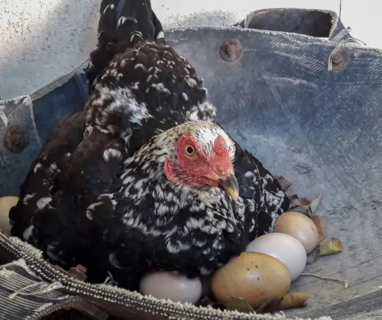 Can Chickens Eat Eggshells? (Explained!) Animals HQ
