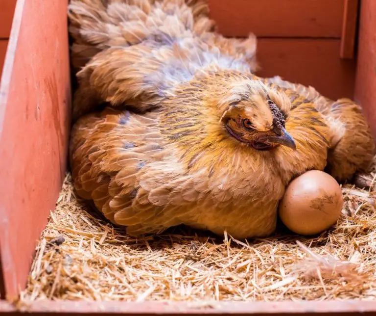 Can Chickens Eat Eggshells? (Explained!) Animals HQ