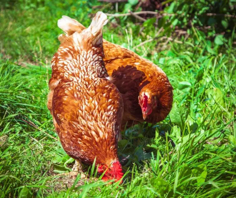 Can Chickens Eat Figs (Explained!) Animals HQ