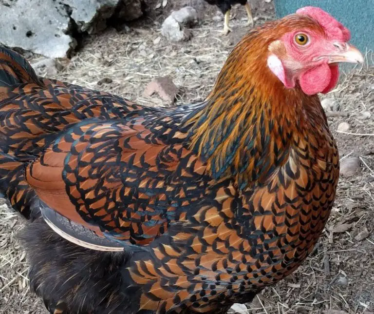 Can Chickens Eat Fish? (Explained!) Animals HQ