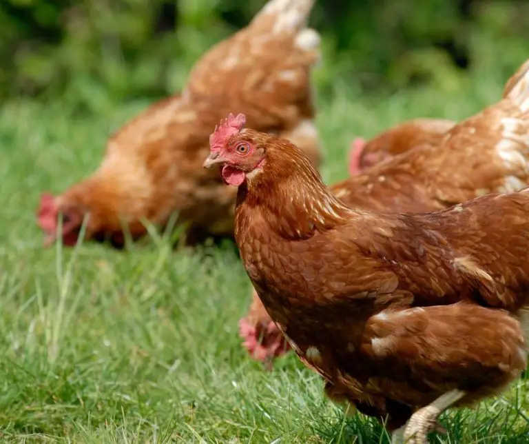 Can Chickens Eat Fish? (Explained!) Animals HQ