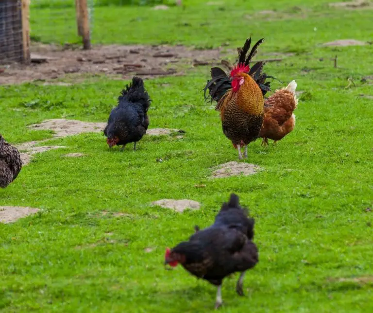 Can Chickens Eat Grass? (Explained!) Animals HQ