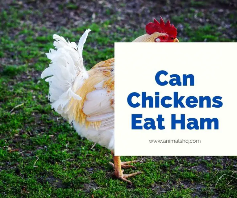 Can Chickens Eat Ham (Explained!) Animals HQ