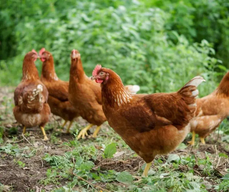 Can Chickens Eat Kale? (Explained!) Animals HQ