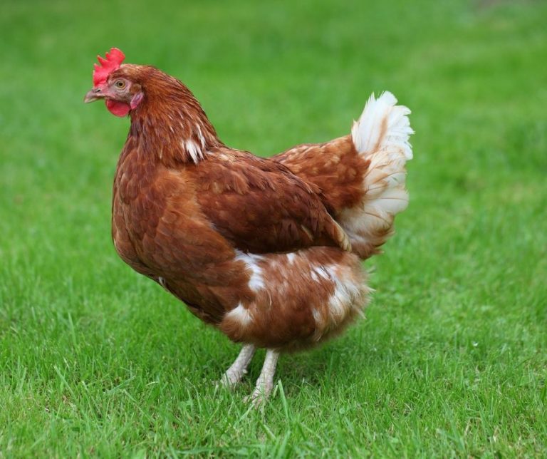 Can Chickens Eat Lentils? (Explained!) Animals HQ