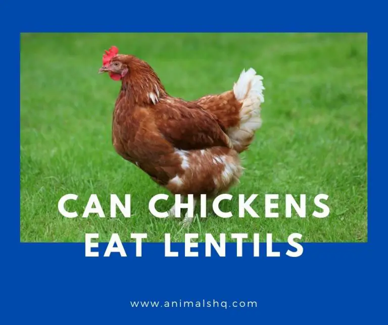 Can Chickens Eat Lentils? (Explained!) Animals HQ