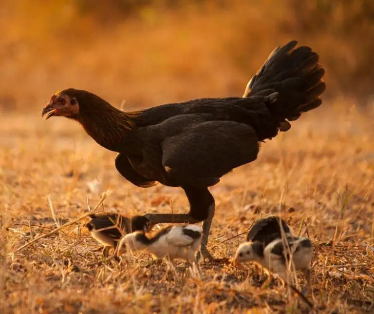 Can Chickens Eat Mushrooms (Explained!) Animals HQ