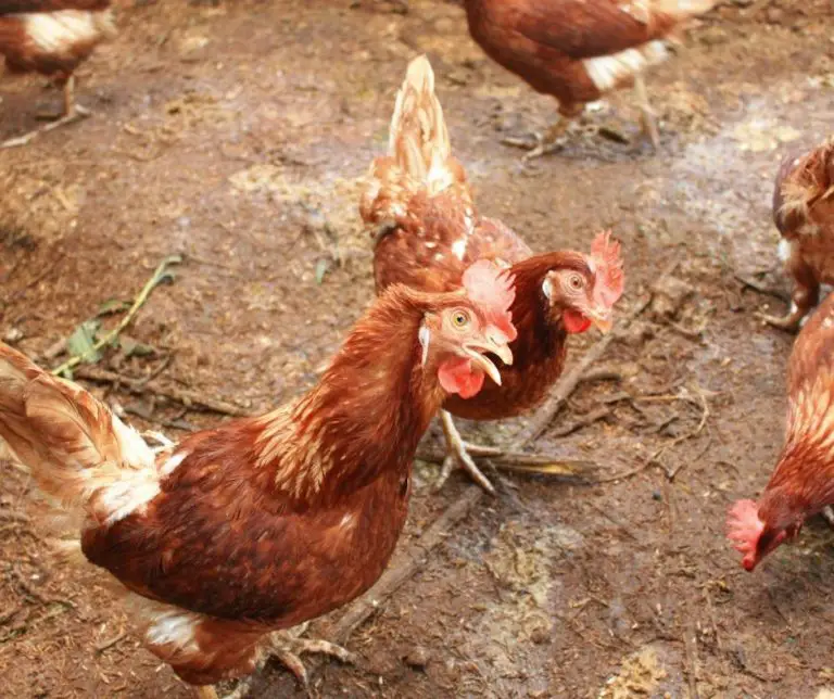 Can Chickens Eat Onions? (Explained!) Animals HQ