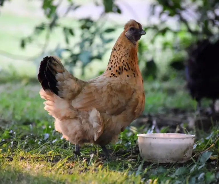Can Chickens Eat Peppers? (Explained!) Animals HQ