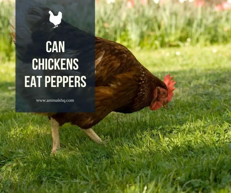 Can Chickens Eat Peppers? (Explained!) Animals HQ