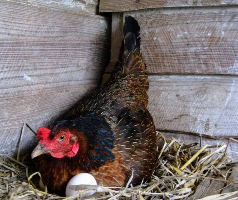 Can Chickens Eat Pineapple (Explained!) Animals HQ