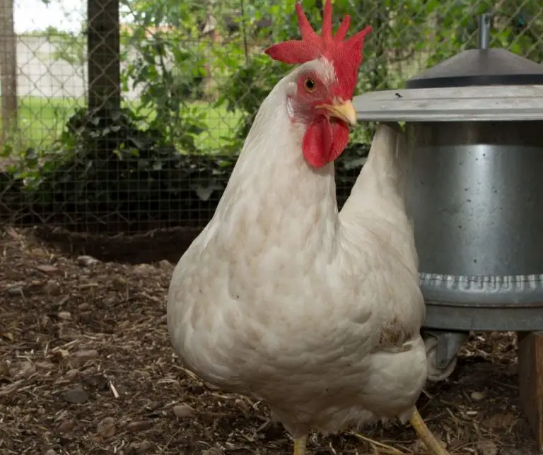 Can Chickens Eat Pineapple (Explained!) Animals HQ