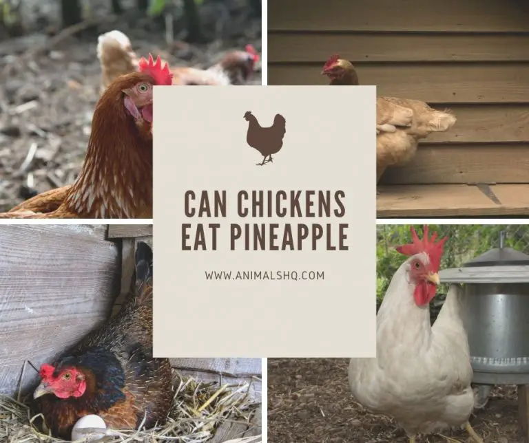 Can Chickens Eat Pineapple (Explained!) Animals HQ