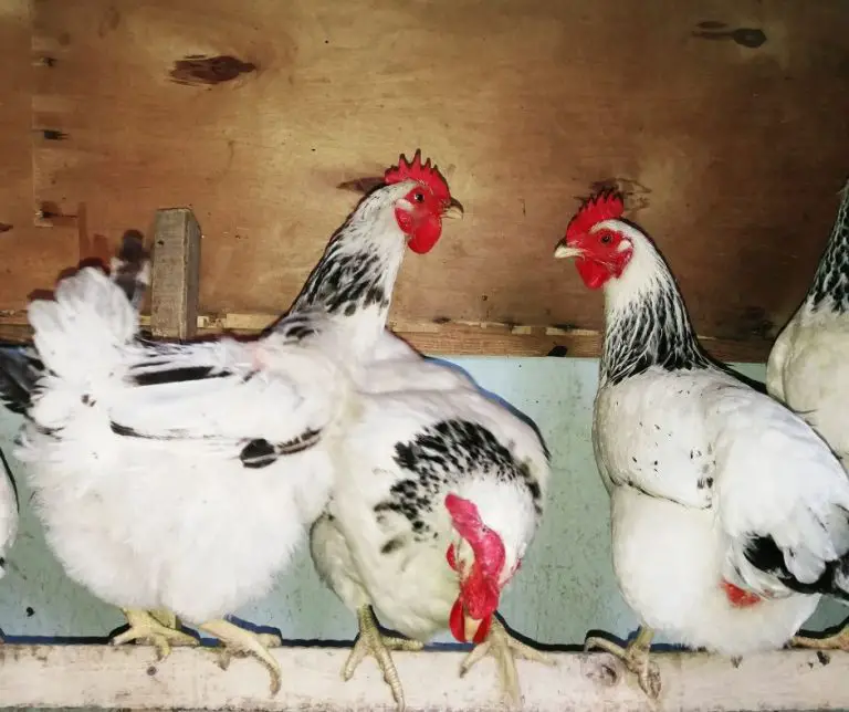 Can Chickens Eat Popcorn (Explained!) Animals HQ