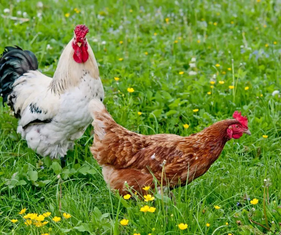 Can Chickens Eat Popcorn Explained Animals HQ can-chickens-eat-cranberries-a-comprehensive-guide