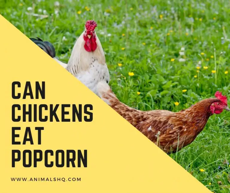 Can Chickens Eat Popcorn (Explained!) Animals HQ