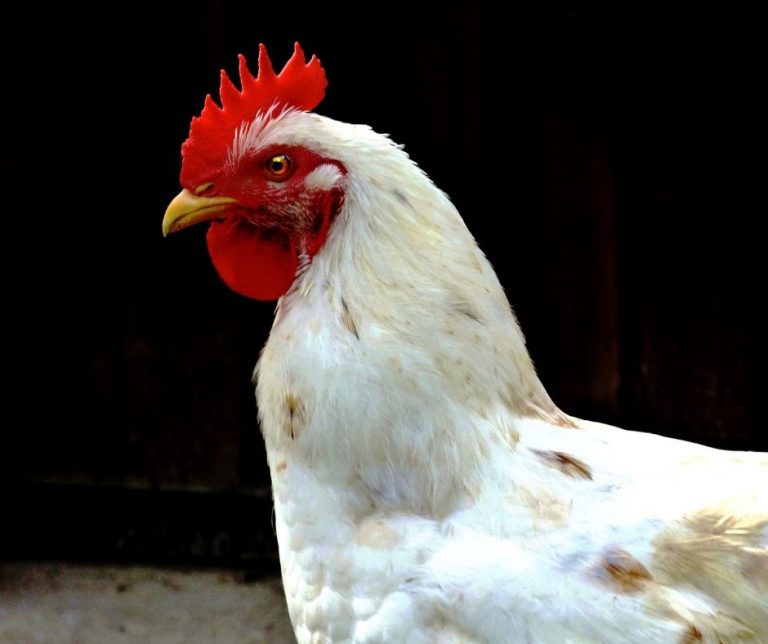 Do Chickens Eat Ants (Explained!) Animals HQ