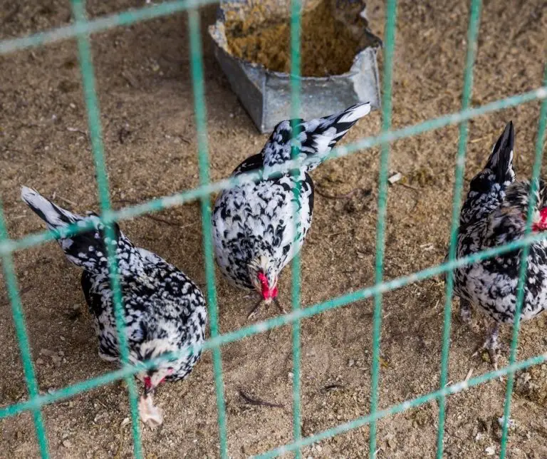 Do Chickens Eat Ants (Explained!) Animals HQ