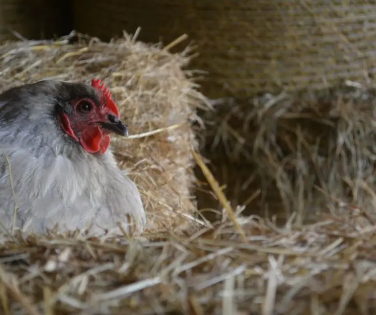 Do Chickens Eat Ants (Explained!) Animals HQ