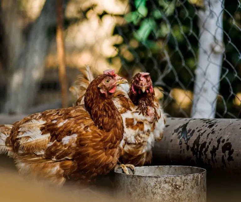 Do Chickens Eat Mice (Explained!) Animals HQ