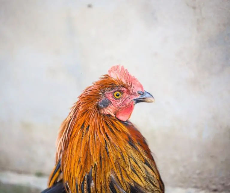 Do Chickens Eat Mice (Explained!) Animals HQ