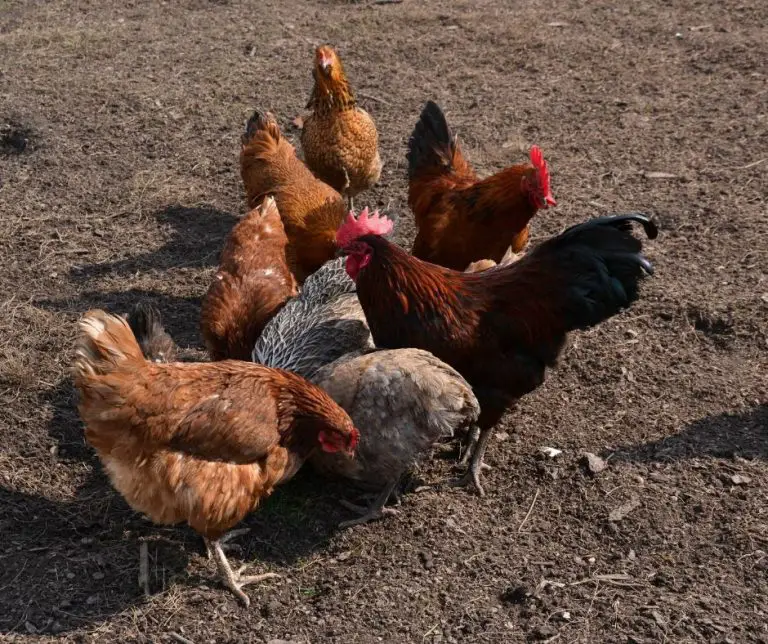 Do Chickens Eat Rats (Explained!) Animals HQ