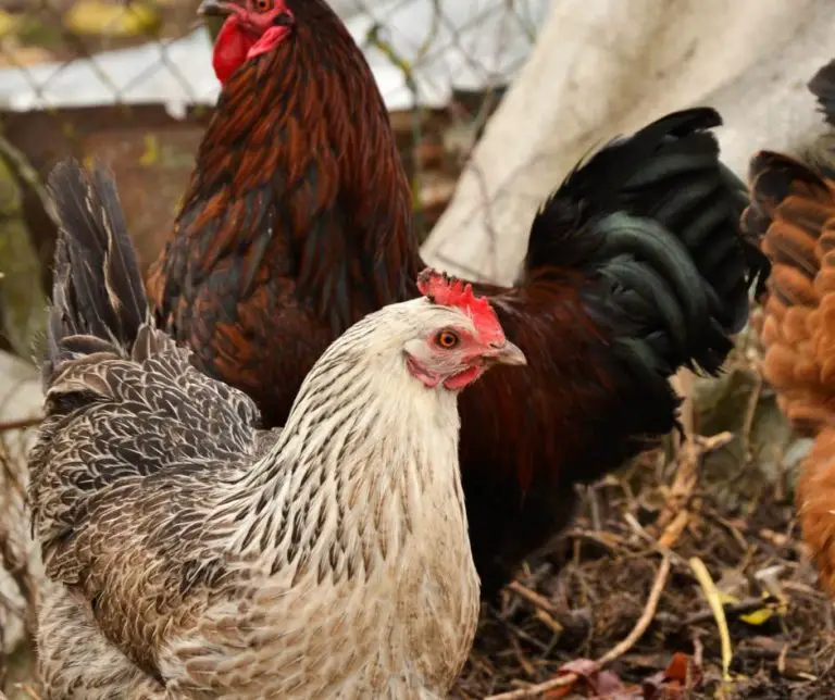 Do Chickens Eat Rats (Explained!) Animals HQ