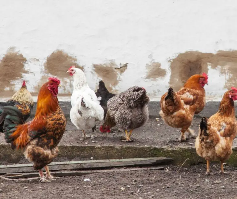 Do Chickens Eat Rats (Explained!) Animals HQ