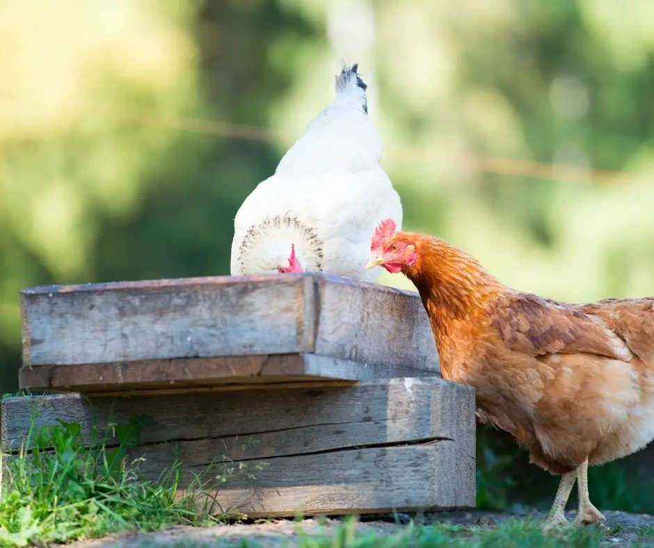 Do Chickens Eat Slugs (Explained!) - Animals HQ
