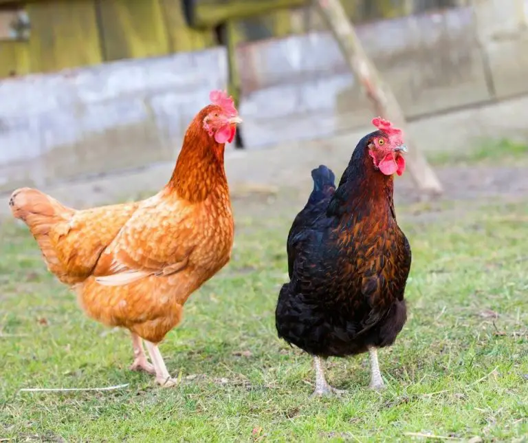 Do Chickens Eat Slugs (Explained!) Animals HQ