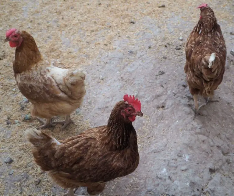Do Chickens Eat Slugs (Explained!) Animals HQ
