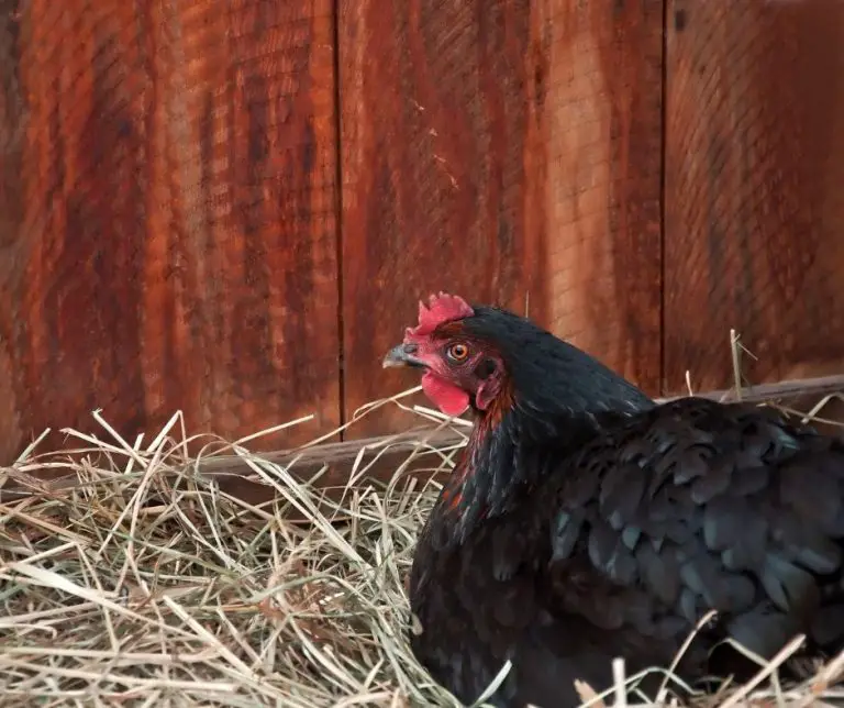 Do Chickens Eat Worms (Explained!) Animals HQ