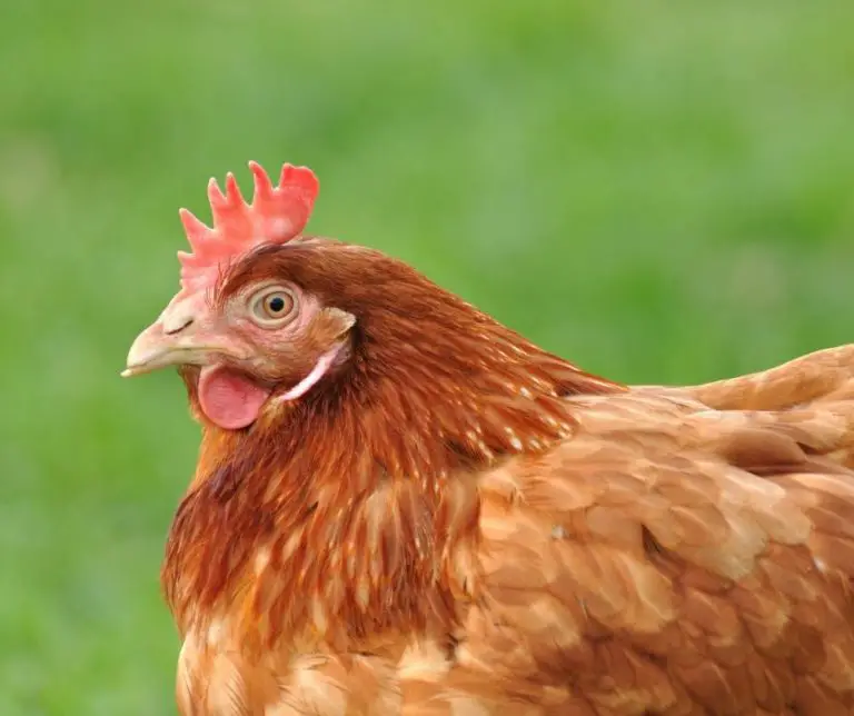 Do Chickens Have Teeth (Explained!) Animals HQ