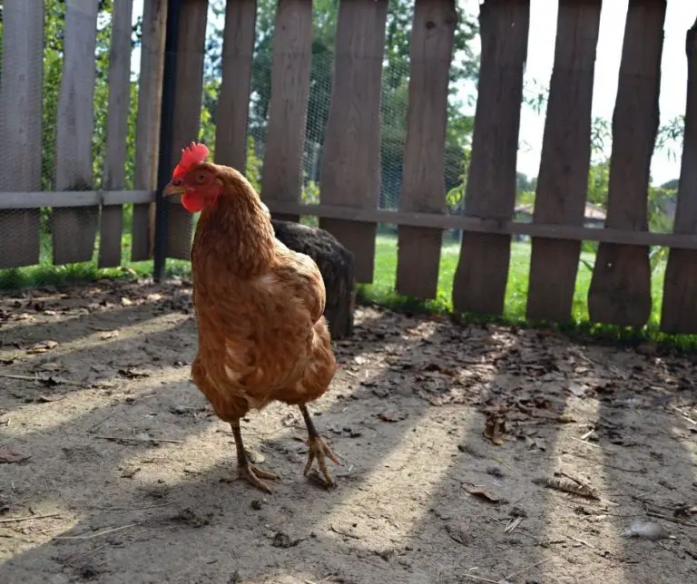 Do Chickens Have Teeth (Explained!) Animals HQ