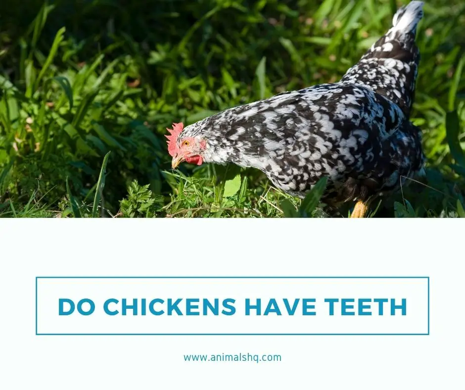 Do Chickens Have Teeth (Explained!) Animals HQ