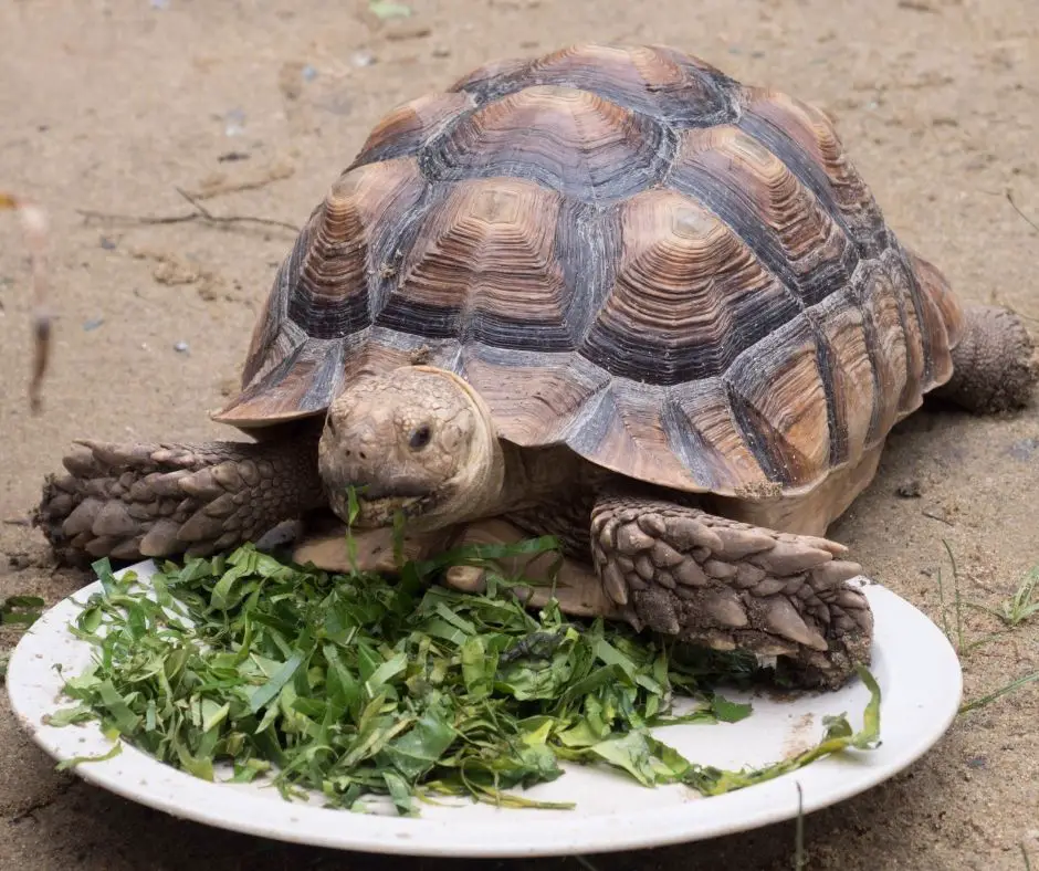 Овощ черепаха. Черепаха питающаяся мясом.