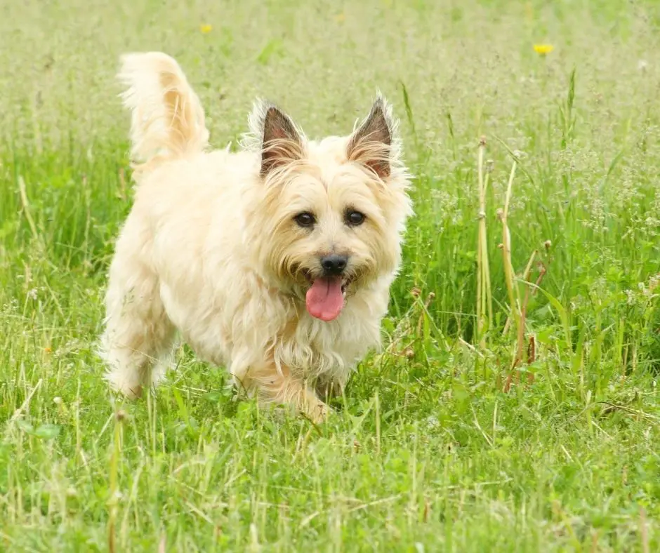 what is the best dog food for a cairn terrier