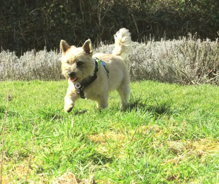 Are Cairn Terriers Good With Other Dogs (Explained!) Animals HQ
