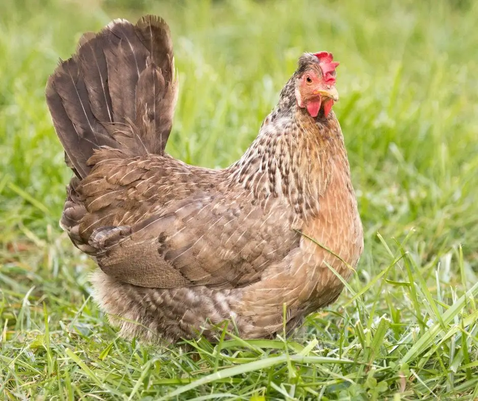 35 Different Types of Chicken Breeds - Animals HQ