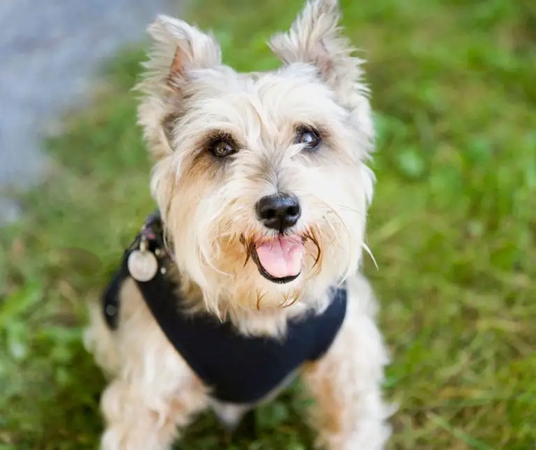 Do Cairn Terriers Like To Cuddle? (Explained!) Animals HQ