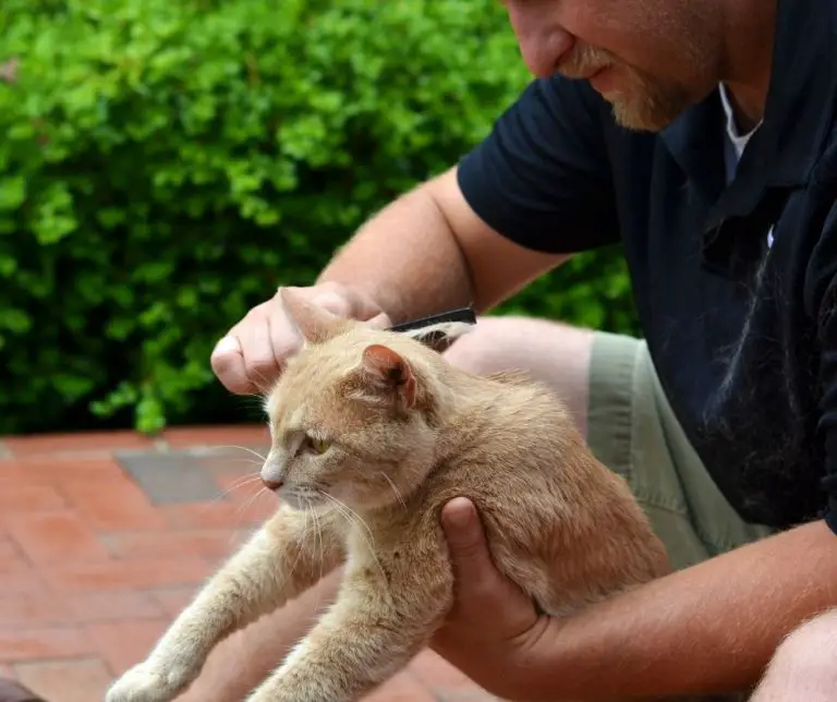 How To Sedate A Cat For Grooming (Explained!) Animals HQ