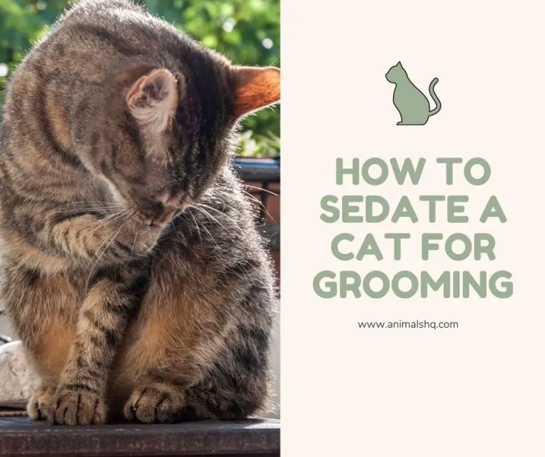 How To Sedate A Cat For Grooming (Explained!) Animals HQ