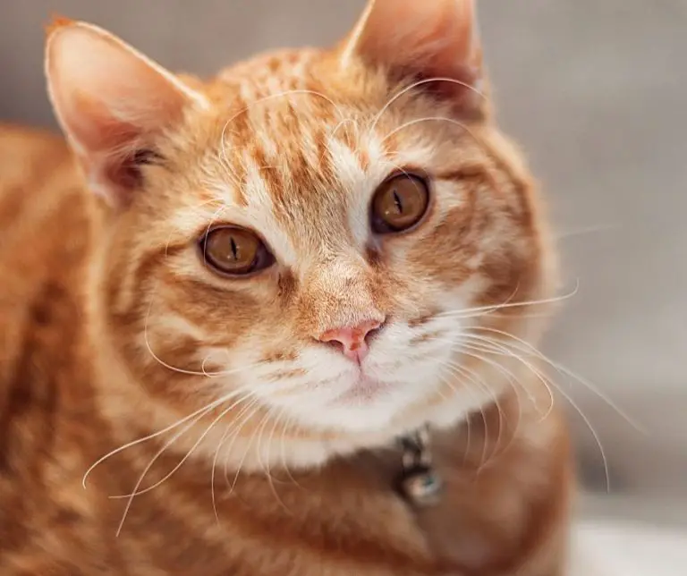 orange and gray tabby cat