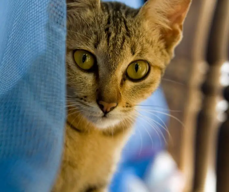 Why Are Orange Tabby Cats So Affectionate (Explained!) Animals HQ