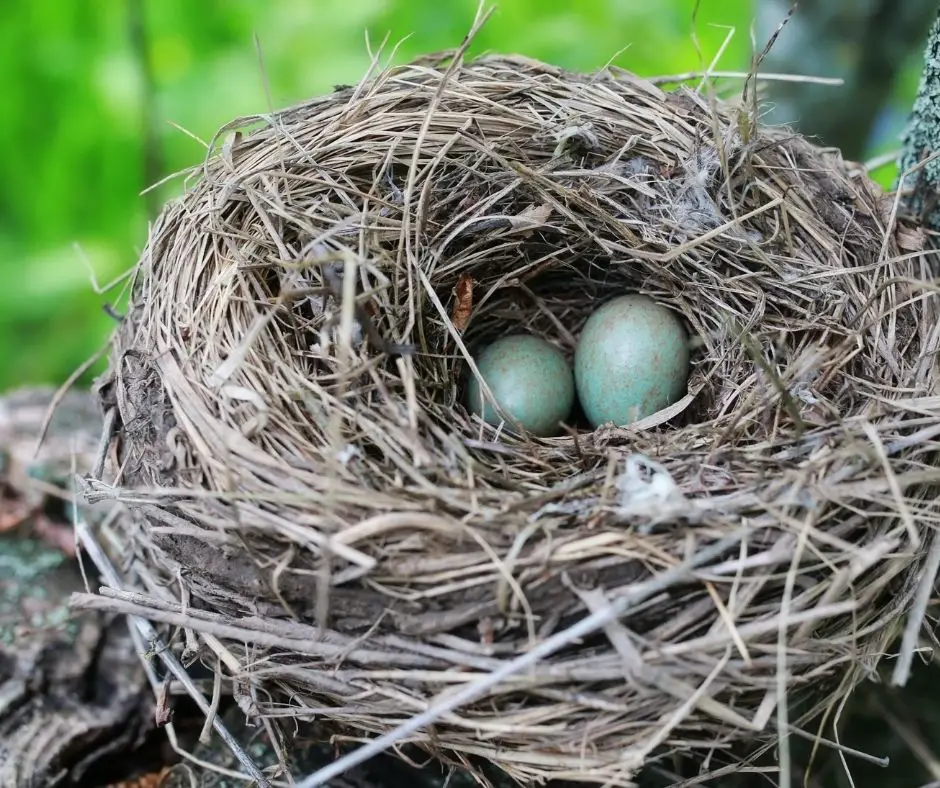 Why Do Birds Lay Eggs In The Spring (Explained!) - Animals HQ