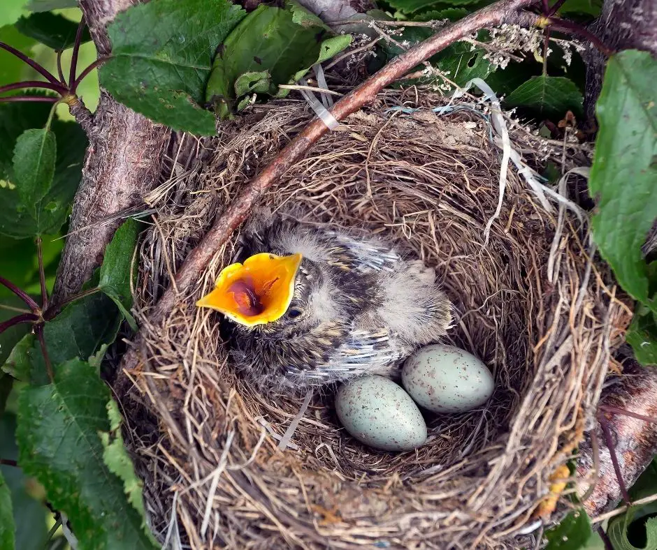 Why Do Birds Lay Eggs In The Spring (Explained!) - Animals HQ
