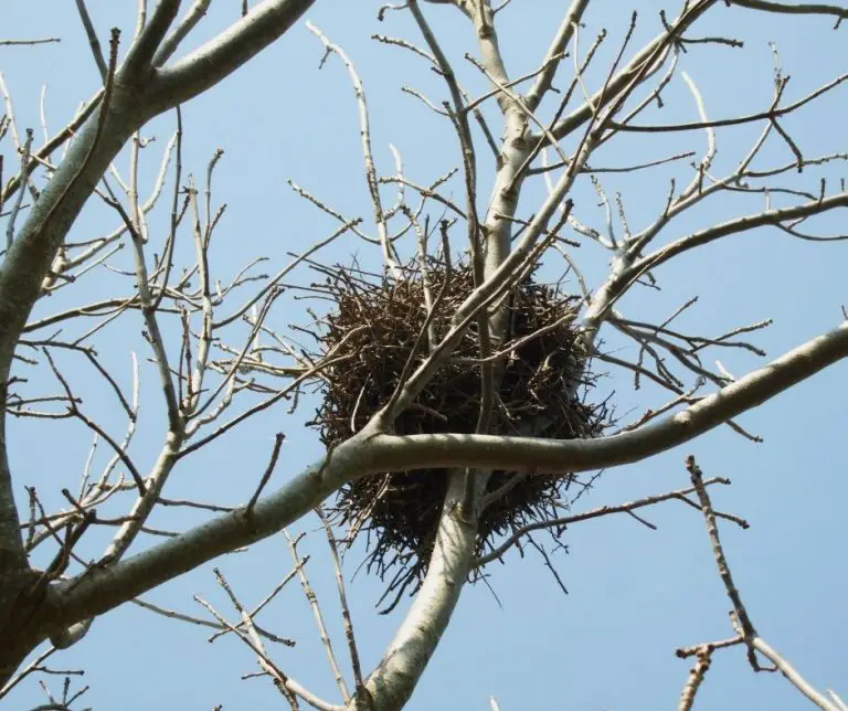 Why Do Birds Lay Eggs In The Spring (Explained!) Animals HQ