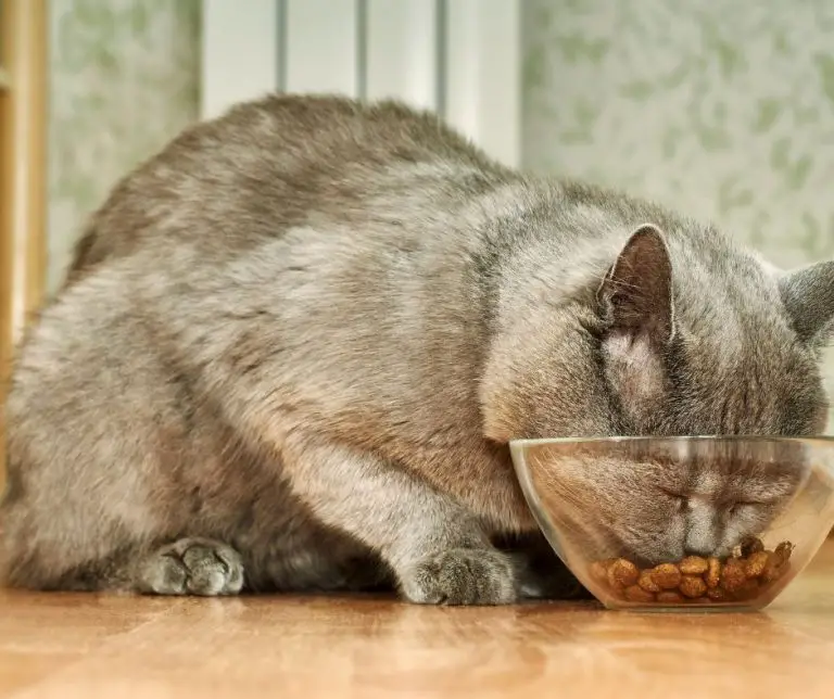 why-don-t-cats-eat-all-their-food-13-reasons-animals-hq