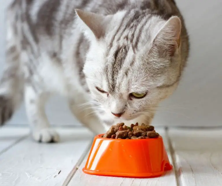 Why Don't Cats Eat All Their Food (13 Reasons) Animals HQ