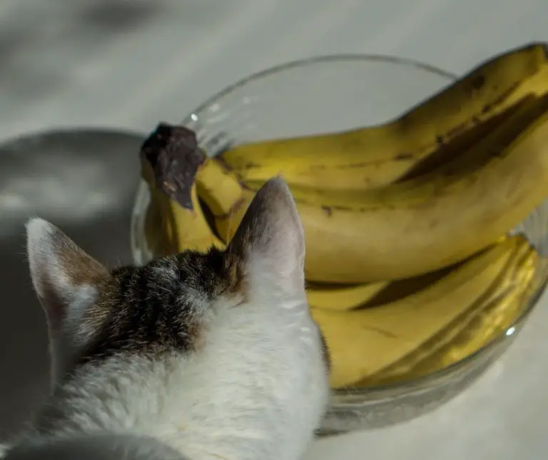 Why Don't Cats Like Bananas (Explained!) Animals HQ